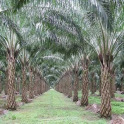 Oil Palm Land Valuation Calc