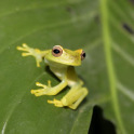 Tree Frogs Live Wallpaper