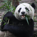 Adorable Pandas Live Wallpaper
