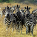 Zebras Live Wallpaper