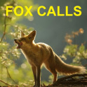 Predator Calls -Fox Hunting UK