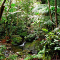 Relaxing Rainforest Sounds