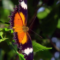 Schöne Schmetterling