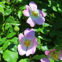 Blooming rose hip