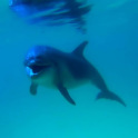 Playful dolphin