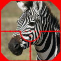 Zebra Jagdspiel