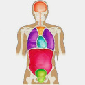 人体解剖学クイズ - ナース試験