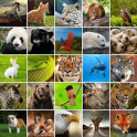 +1100 Animal Wallpapers