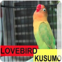 Loverbird Kusumo