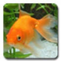 aniPet Goldfish LiveWallpaper