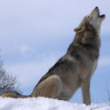 Wolf Howl Sound