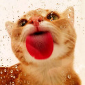 Cat licks screen Wallpaper