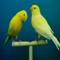 Canary Bird Sounds & Ringtones
