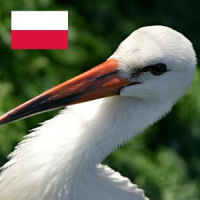 Polish Birds English Version