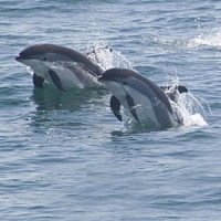 Delfines Buceo Live Wallpaper