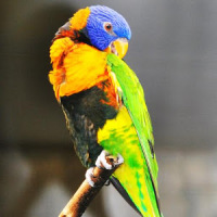 Parrots Live Wallpaper