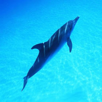 Merry cute dolphin