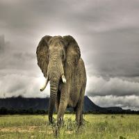 Meilleur Elephant Wallpapers