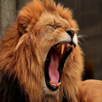 Lion Roar