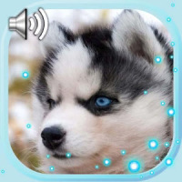Husky Puppies Live Wallpaper