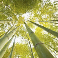 Bamboo ao vivo Wallpapers