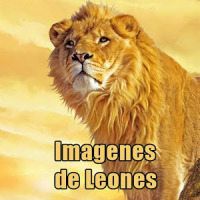 Imágenes de Leones