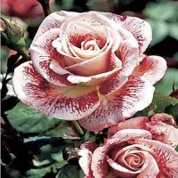 Rosas hermosas