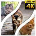 Fondos de pantalla del gato 4K