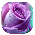 пурпурной розы живые обои