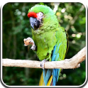 Parrot Live Wallpaper