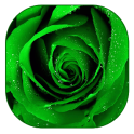 緑のバラの壁紙