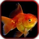3D Рыбки видео живые обои