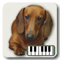 कुत्तों के पियानो