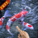 Koi fish Live Wallpaper