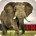 VR Elephants