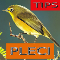 Tips Perawatan Burung Pleci