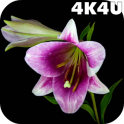4K Flowers Video Live Wallpapers