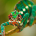 Reptiles and Frogs Wallpapers