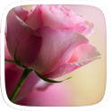Pink Rose Flower Theme
