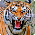Tiger Fonds d'écran