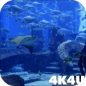 4K Aquarium Tank Video Live Wallpaper