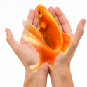 Goldfish Care-simple guide