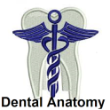 Dental Anatomy Ultimate