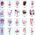 Learn Body Parts in English