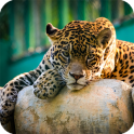 Jaguar Animal Wallpaper