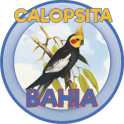 CALOPSITA - BAHIA
