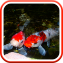 Real Pond With Koi Video Live Wallpaper