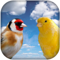 Goldfinch vscanary -top birds