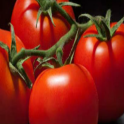 Tomatoes - IPM