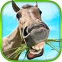 Animals : Educational Game for Kids III